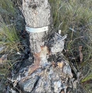 Corymbia gummifera at Moollattoo, NSW - 9 Jul 2024