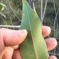 Corymbia gummifera at Moollattoo, NSW - 9 Jul 2024 03:18 PM