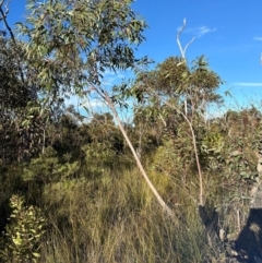 Eucalyptus sieberi at Moollattoo, NSW - 9 Jul 2024 by lbradley