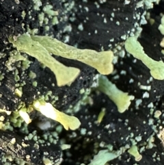Thysanothecium scutellatum at Moollattoo, NSW - 9 Jul 2024 by lbradley
