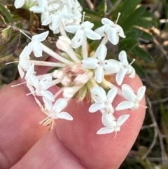 Pimelea linifolia (Slender Rice Flower) at Moollattoo, NSW - 9 Jul 2024 by lbradley