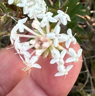 Pimelea linifolia (Slender Rice Flower) at Moollattoo, NSW - 9 Jul 2024 by lbradley