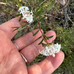 Pimelea linifolia at Moollattoo, NSW - 9 Jul 2024 03:25 PM