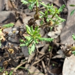 Centipeda cunninghamii (Common Sneezeweed) at Binya, NSW - 23 Jun 2024 by Tapirlord