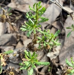 Centipeda cunninghamii at Binya, NSW - 23 Jun 2024