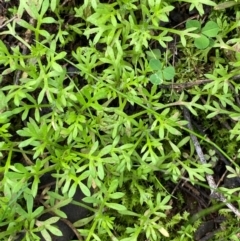 Cotula australis (Common Cotula, Carrot Weed) at Binya, NSW - 23 Jun 2024 by Tapirlord