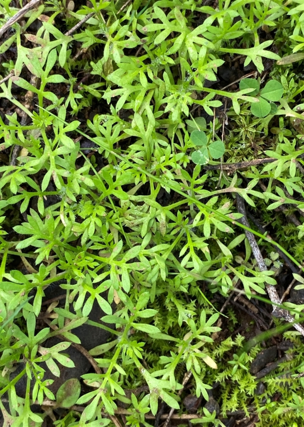 Cotula australis at Binya, NSW - Riverina Murray