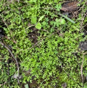 Cotula australis at Binya, NSW - Riverina Murray