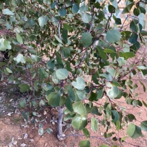 Eucalyptus populnea at Binya, NSW - 23 Jun 2024