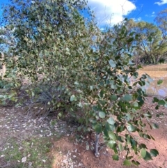 Eucalyptus populnea at Binya, NSW - 23 Jun 2024