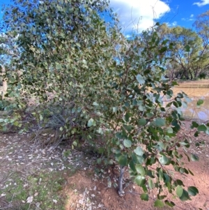 Eucalyptus populnea at Binya, NSW - 23 Jun 2024