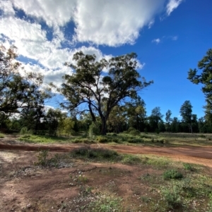 Eucalyptus populnea at Binya, NSW - 23 Jun 2024