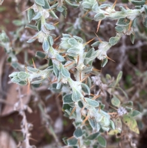 Sclerolaena birchii (Galvinised Burr) at Binya, NSW by Tapirlord