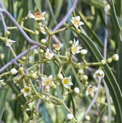 Geijera parviflora (Wilga) at Binya, NSW - 23 Jun 2024 by Tapirlord
