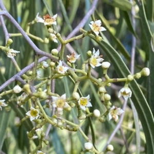 Geijera parviflora at Binya, NSW - 23 Jun 2024