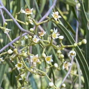 Geijera parviflora (Wilga) at Binya, NSW by Tapirlord