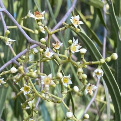 Geijera parviflora (Wilga) at Binya, NSW - 23 Jun 2024 by Tapirlord