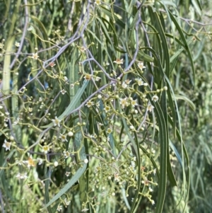 Geijera parviflora at Binya, NSW - 23 Jun 2024