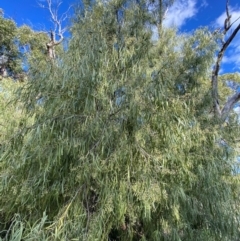 Geijera parviflora at Binya, NSW - 23 Jun 2024