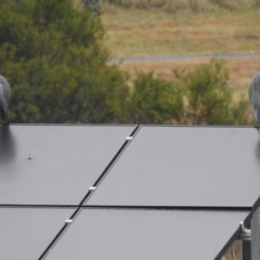 Egretta novaehollandiae (White-faced Heron) at Kambah, ACT - 8 Jul 2024 by HelenCross