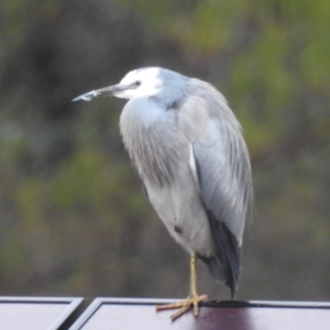 Egretta novaehollandiae at Kambah, ACT - 8 Jul 2024 07:57 AM