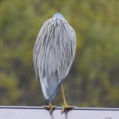 Egretta novaehollandiae at Kambah, ACT - 8 Jul 2024 07:57 AM