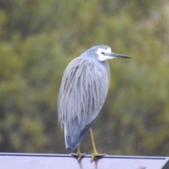 Egretta novaehollandiae at Kambah, ACT - 8 Jul 2024 07:57 AM