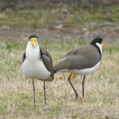 Vanellus miles (Masked Lapwing) at Kambah, ACT - 8 Jul 2024 by HelenCross