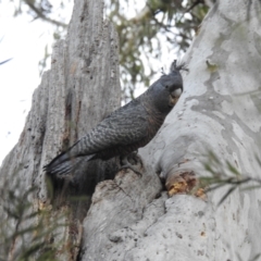 Callocephalon fimbriatum (Gang-gang Cockatoo) at Acton, ACT - 9 Jul 2024 by HelenCross