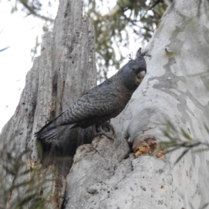 Callocephalon fimbriatum at Acton, ACT - suppressed