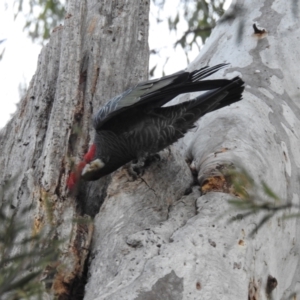 Callocephalon fimbriatum at Acton, ACT - suppressed