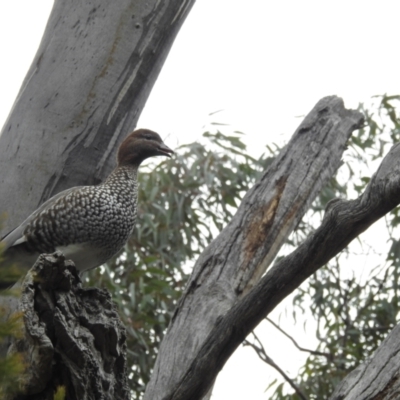 Chenonetta jubata (Australian Wood Duck) at Acton, ACT - 4 Jul 2024 by HelenCross