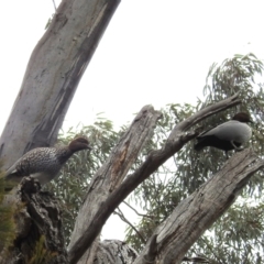 Chenonetta jubata at Acton, ACT - 4 Jul 2024 01:04 PM