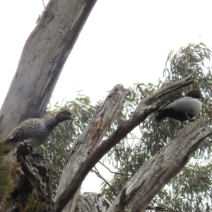 Chenonetta jubata at Acton, ACT - 4 Jul 2024 01:04 PM