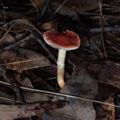 Leratiomyces ceres (Red Woodchip Fungus) at Narooma, NSW - 9 Jul 2024 by Bushrevival