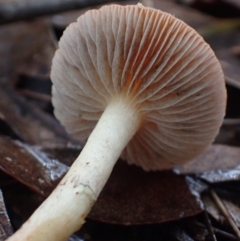 Leratiomyces ceres at Narooma, NSW - 9 Jul 2024 12:31 PM
