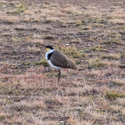 Vanellus miles (Masked Lapwing) at Lawson, ACT - 30 Jun 2024 by mroseby