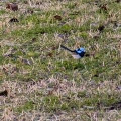 Malurus cyaneus (Superb Fairywren) at Lawson, ACT - 1 Jul 2024 by mroseby