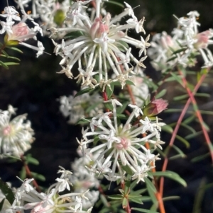 Pimelea linifolia at Tathra, NSW - 5 Jul 2024 10:28 AM