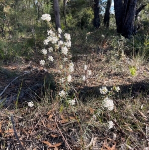 Pimelea linifolia at Tathra, NSW - 5 Jul 2024 10:28 AM