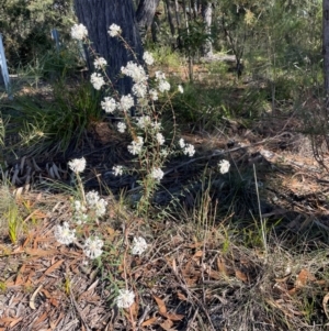 Pimelea linifolia at Tathra, NSW - 5 Jul 2024 10:28 AM