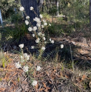 Pimelea linifolia at Tathra, NSW - 5 Jul 2024