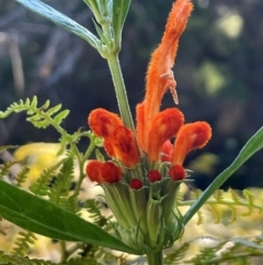 Leonotis leonurus (Lion's Ear) at Tathra, NSW - 5 Jul 2024 by Clarel