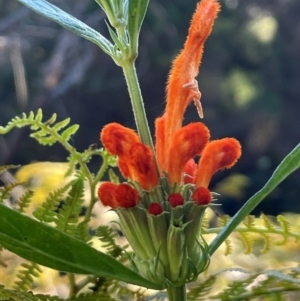 Leonotis leonurus at Tathra, NSW - 5 Jul 2024