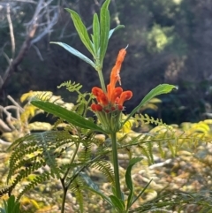 Leonotis leonurus at Tathra, NSW - 5 Jul 2024