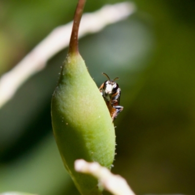 Hylaeus (Prosopisteron) littleri (Hylaeine colletid bee) at Florey, ACT - 28 Oct 2023 by KorinneM