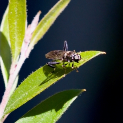 Exaireta spinigera (Garden Soldier Fly) at Florey, ACT - 28 Oct 2023 by KorinneM