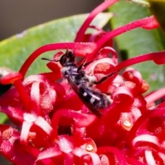 Lasioglossum (Chilalictus) sp. (genus & subgenus) (Halictid bee) at Florey, ACT - 28 Oct 2023 by KorinneM