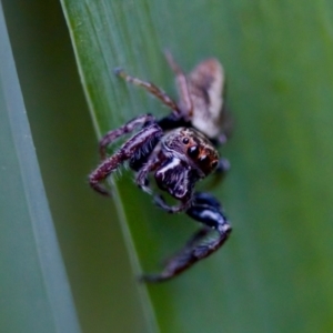 Opisthoncus grassator at Florey, ACT - 3 Oct 2023