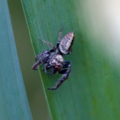 Opisthoncus grassator at Florey, ACT - 3 Oct 2023